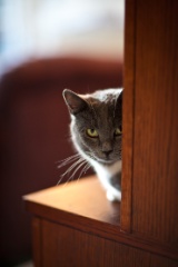 Backlit Cat.jpg